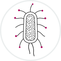 <p>The 100% soluble, highly potent PAC in GennaMD bind to the suction cups at the ends of the arms, which in turn helps stop these bacteria from sticking to you. </p>
