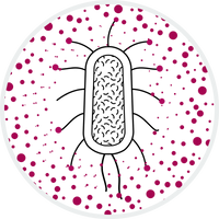 <p>Without the ability to stick to the bladder or urinary tract wall, the bacteria are simply flushed away with urine.</p>