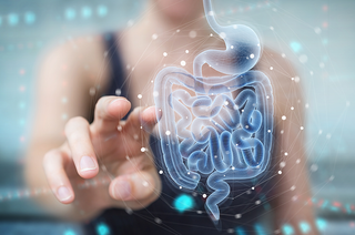 Illustration of the human digestive tract highlighting key organs involved in digestion